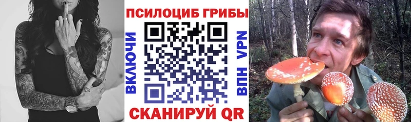 гидра вход Полярные Зори Галлюциногенные грибы Psilocybine cubensis
